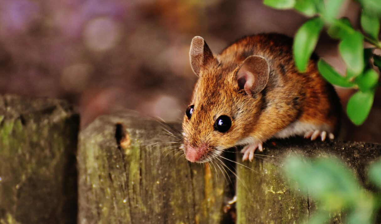 Comment savoir si vous avez une infestation de rats ou de souris ?